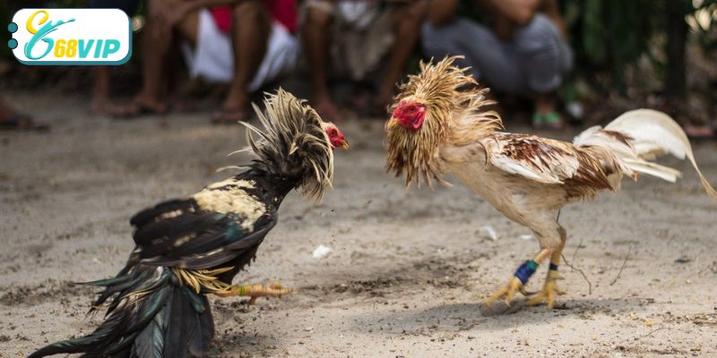 Tổng hợp những loại hình cược được yêu thích nhất