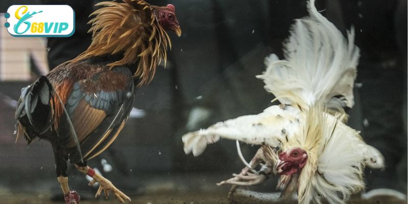 Một vài kinh nghiệm soi kèo chuẩn đem về chiến thắng